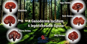 ganoderma gombák